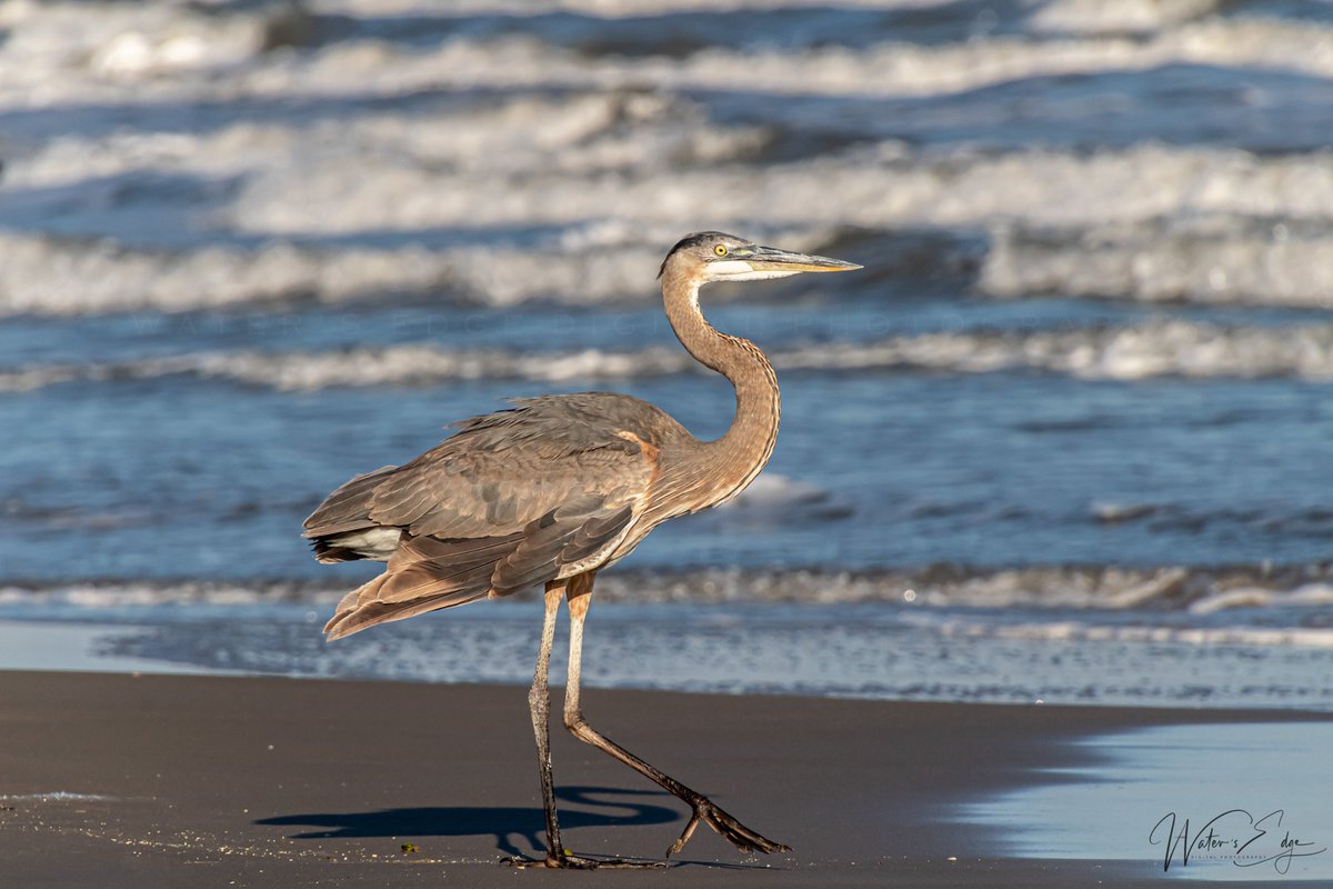 Good evening!
A Great Blue Heron, strutting his stuff at San Luis Pass. November 2017
#galveston #galvestonbeach #galvestonisland #sanluispass #islandlife #coastalliving #texas #texascoast #texasphotographer #texasphotography #texasphotographers #blueheron #texasbirds