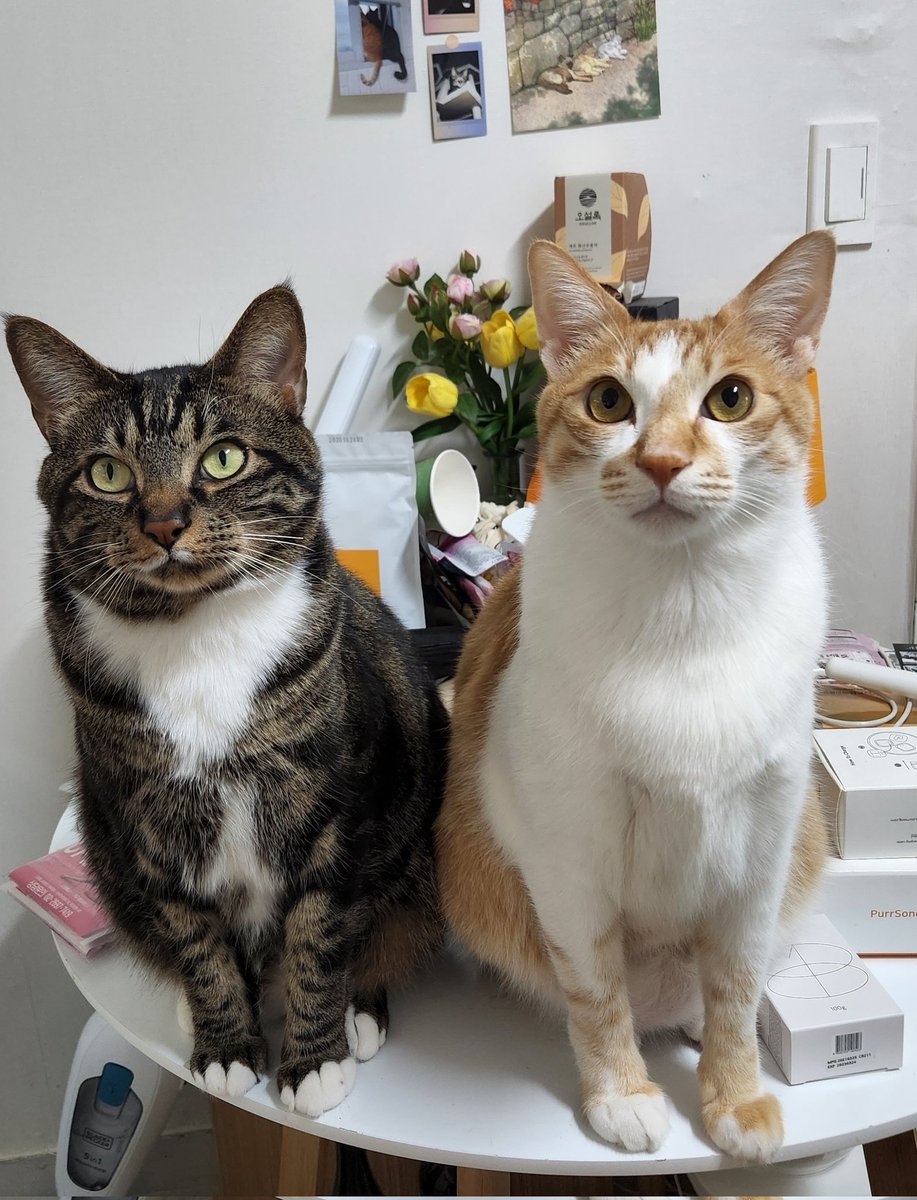 새삼스럽게 그림체 다름
우리 5살 타미망고 냥린이 🙄 건강하자🥳