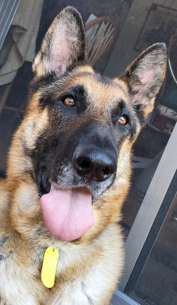 #Dog #Darby_CCSTCA_05 A closeup of this goofy, silly, and overall awesome doggo - he's def a character! getpet.info/Darby_CCSTCA_05