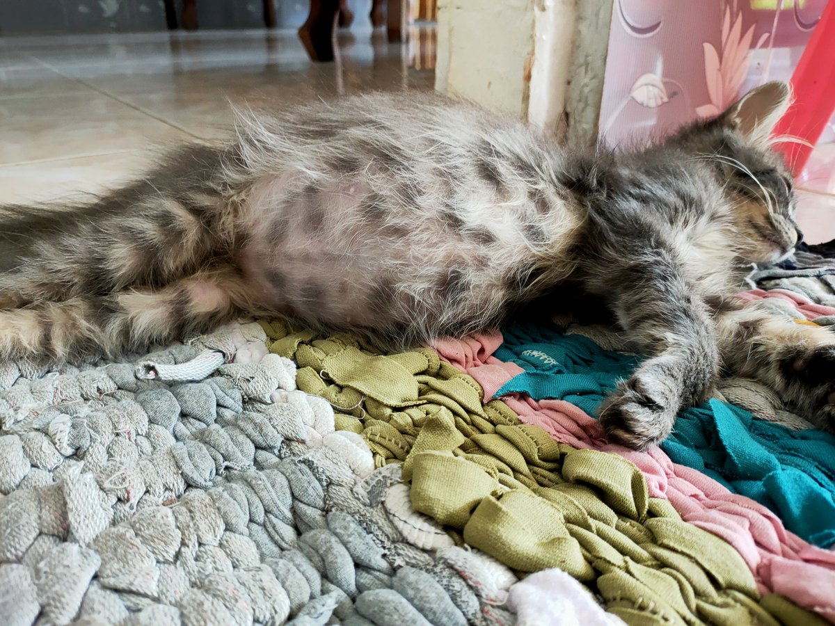 cannot be blank tweet media