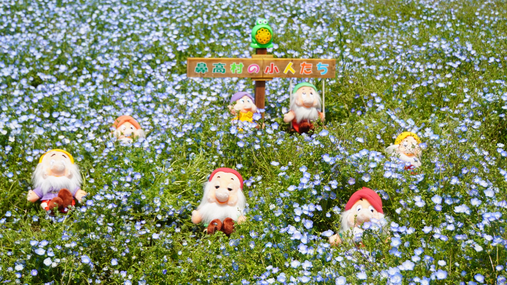 たらい 鼻高展望花の丘に来ました ネモフィラやポピー菜の花などのお花が とても綺麗に咲いています 鯉のぼり も元気に青空を泳いでいます T Co R7aqy8kpkz Twitter たらい 鼻高展望花の丘に来ました ネモフィラやポピー菜の花などのお花が とても綺麗に咲いています 鯉のぼり も元気に青空を泳いでいます T Co R7aqy8kpkz Twitter