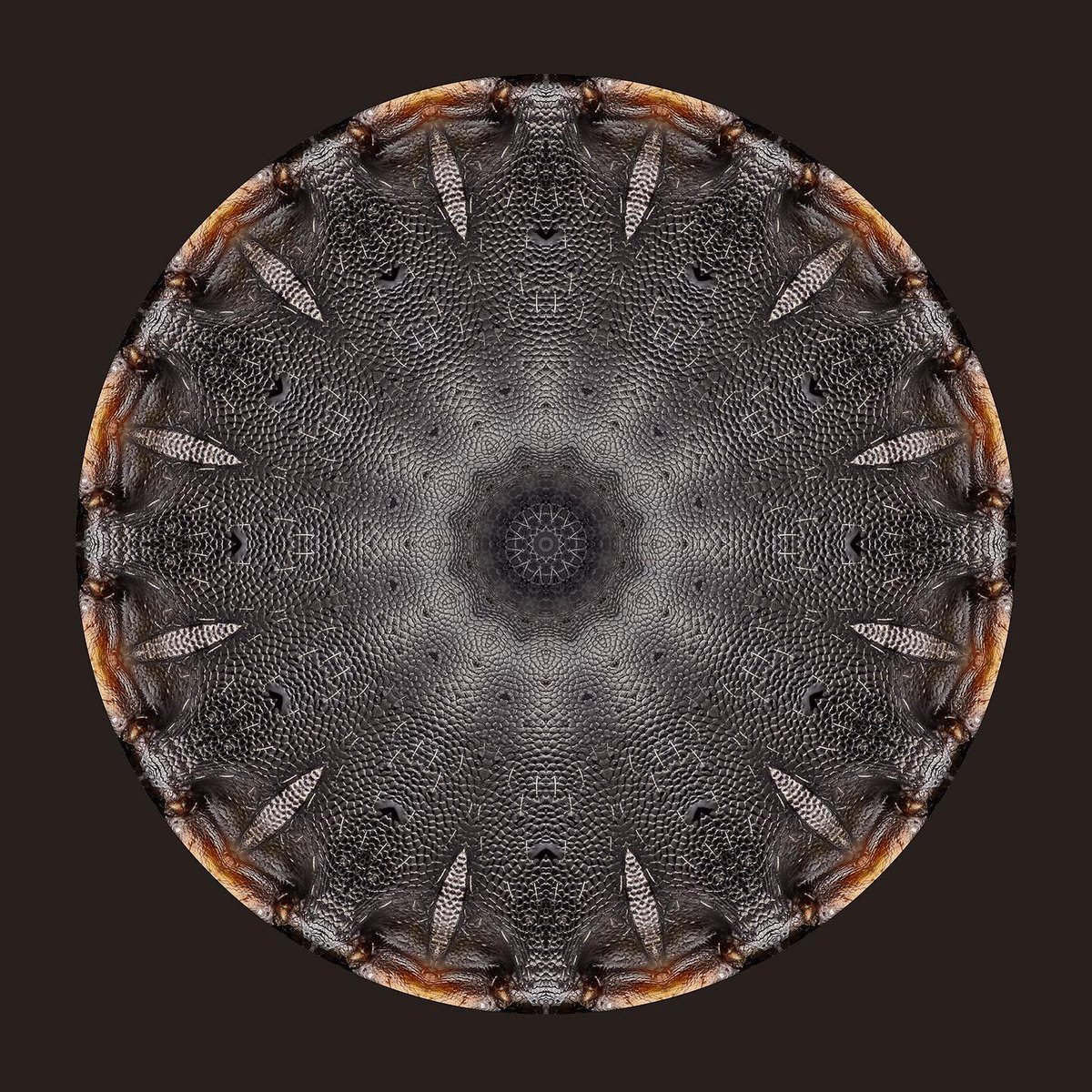 Cryptoportals_'s tweet photo. #009 Hormiga 2

https://t.co/1JkysIkYql

#nft #nftart #nftartist #cryptoportals #artenft #nftlife #opensea #openseanft #nftcollector #nftcommunity #nftmexico #gicleeprint #giclee https://t.co/umGNv0GPGT
