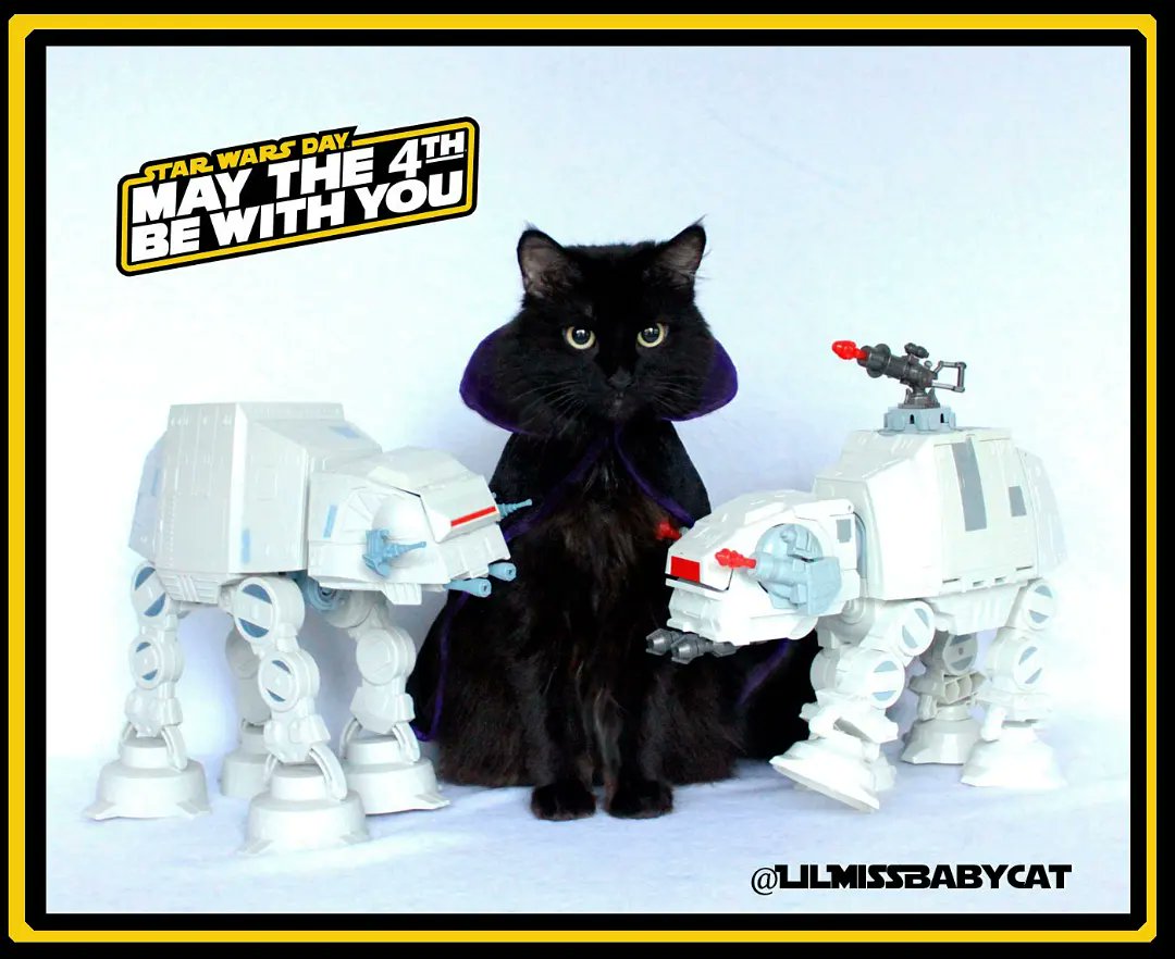 LilMissBabycat's tweet photo. ⭐✴️ #Maythe4thBeWithYou !✴️⭐ 
We are watching  Empire Strikes Back...its our favorite!! What's yours? 
⭐✴️✨⭐✴️✨⭐✴️✨⭐✴️✨⭐✨✴️⭐ #LilMissBabyCat #LilTootsiePop #LilTwinkiePie #StarWars #darthvader #vader #ATAT #MaytheFourth  #Maythe4th  #StarWars #EmpireStrikesBack https://t.co/LITGzt2dli
