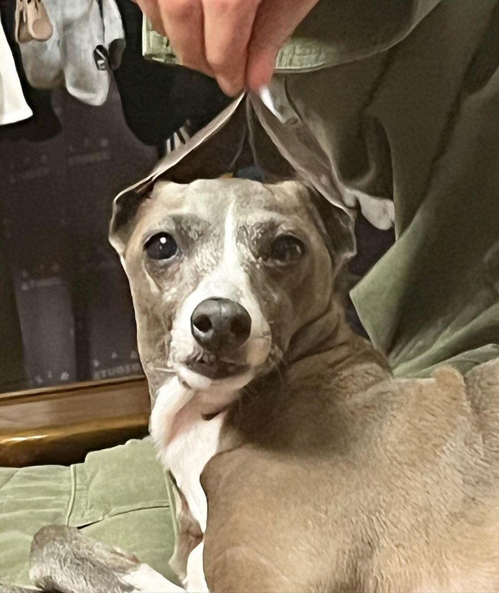 SecretGardenDBB's tweet photo. Haute IG post🐕🐕🥰🐕🐕🐕

"HAPPY 오뜨 DAY🎂🥳"

https://t.co/1dWamufxrm

HAPPY BARKDAY HAUTE
 #HauteBerryDay
#HappyHauteDay 
#오뜨 #이승훈 #이오뜨 #Haute #Hoony #LeeSeunghoon @official_hoony_ https://t.co/eY4HR7nXCW