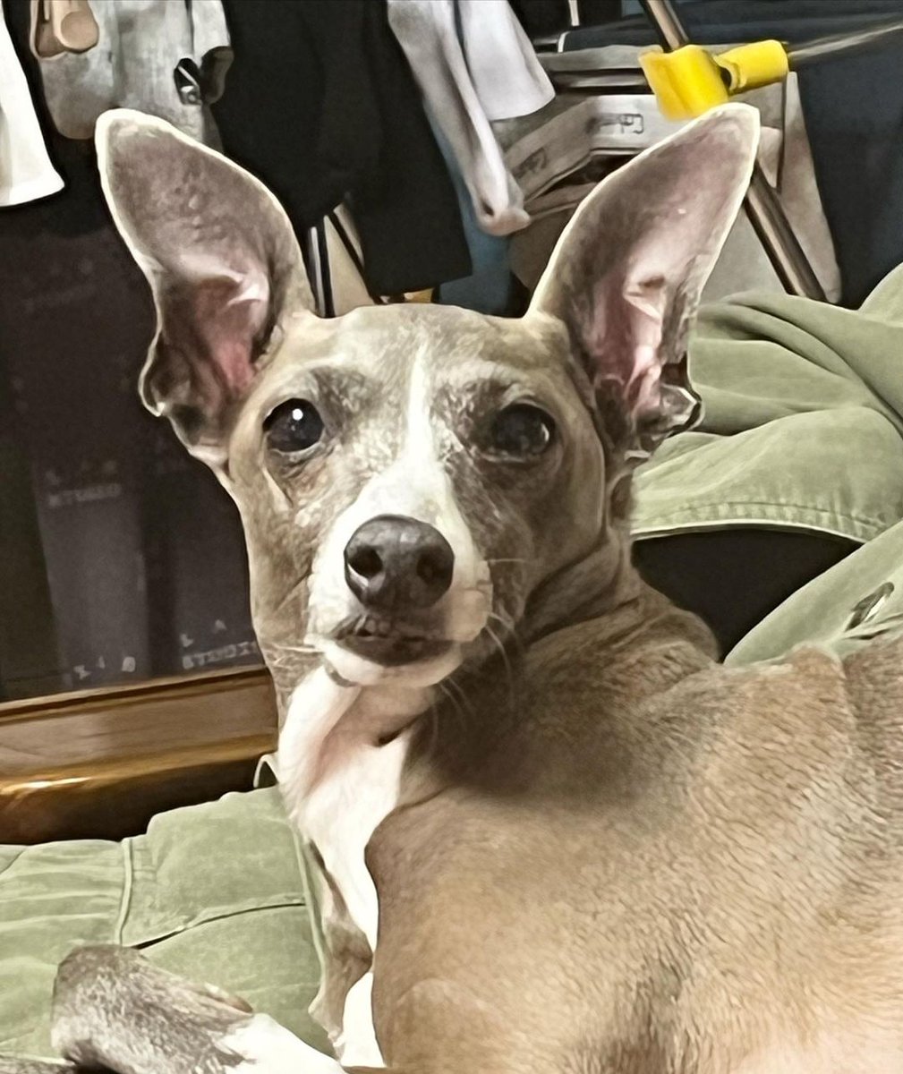 hoonthisday's tweet photo. 220505 hoonthisday hautethisday from maetamongisdad IG https://t.co/mx03VSHEEG

"HAPPY 오뜨 DAY 🎂🥳"

HAPPY BARKDAY HAUTE
#HauteBerryDay @official_hoony_ https://t.co/vZjKBh9LRm