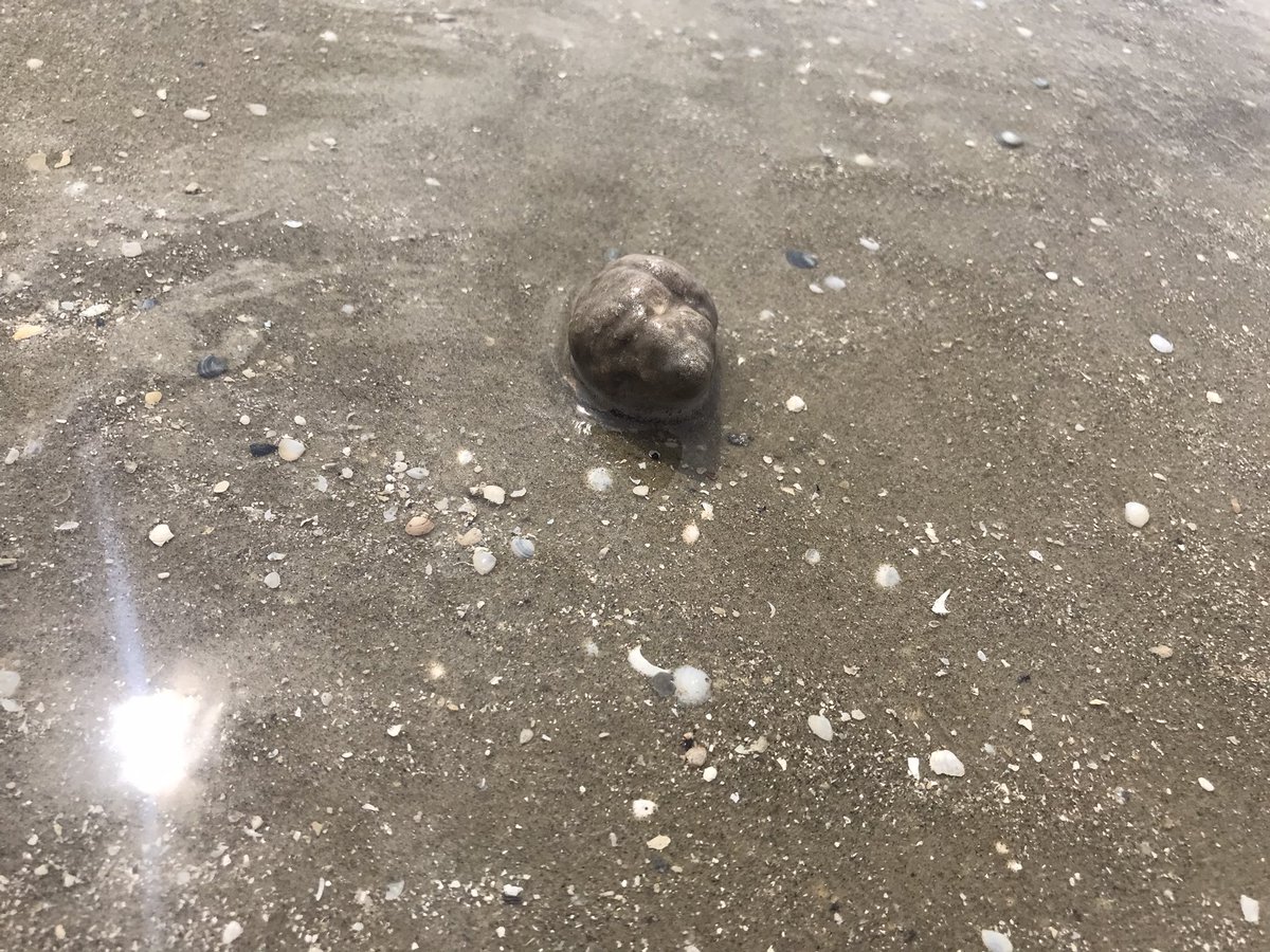 round_third's tweet photo. Today was a beautiful day at the beach. It was the first time I ever saw a Portuguese Man-O-War jellyfish. #texas #Galveston https://t.co/W42MZD4PaY