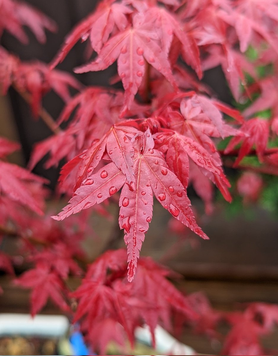 deineath's tweet photo. Terrifying red.
#Deshojo #Bonsai https://t.co/OGowPaeWNK