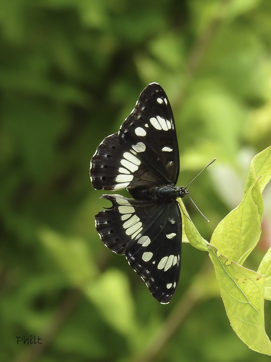 philterp83's tweet photo. Petit sylvain
#papillon #butterfly #insecte #insect #macro #macrophotography #nikonfr #nikonp900 #macro_ir #universal_macro #macro_delight #soul_made_macro #ig_macro_clicks #joyful_macro #macro_freaks #rebel_macro #onceupon_the_earth #gf_macro https://t.co/ZXSrR8I0sX
