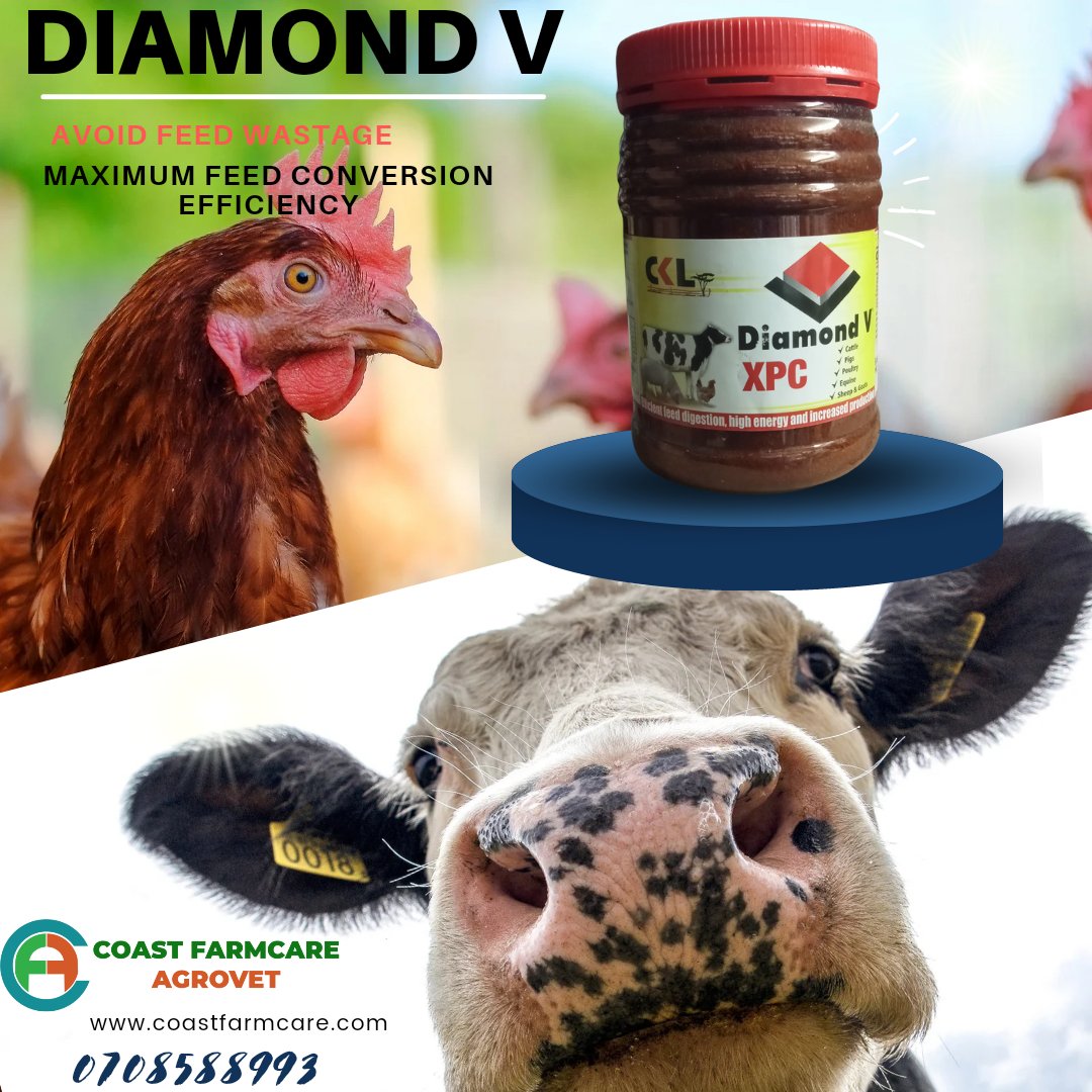 Contains nutritional metabolites which ensures the preservation of yeast factors, B-vitamins and other nutritional fermentation products. DIAMOND V XPC;
Enhanced immunity
Healthy gut Morphology
Balanced gut Microbiota.
#farming