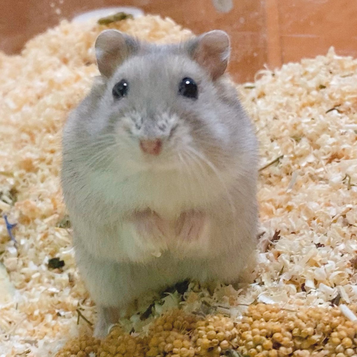 옹심이랑 만두 나란히 두고 봣을 때 닮은 거 너무 귀여움 ㅋㅋ 아 ㅋㅋㅋㅋㅋㅋㅋ