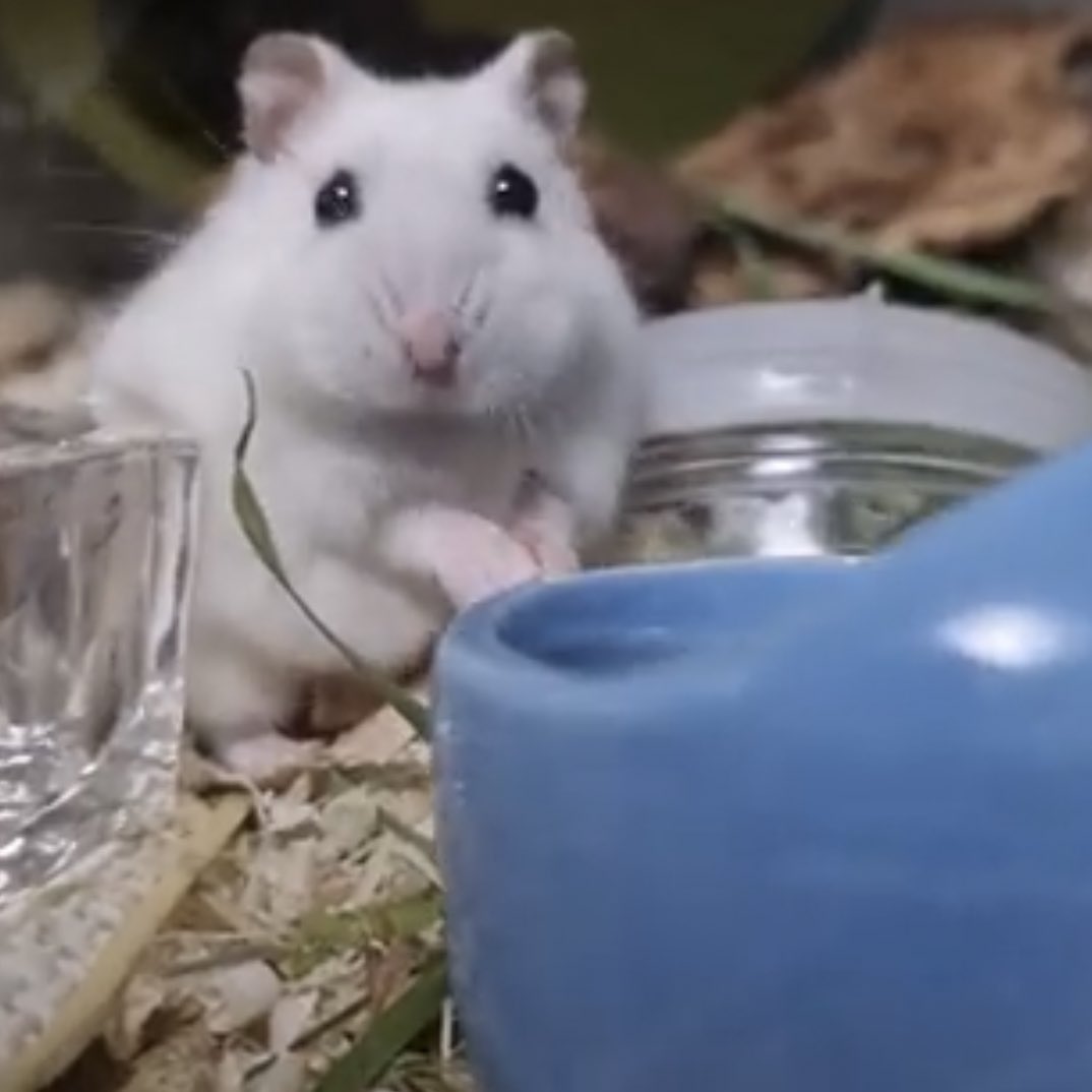 만두🐹🥟와 인간 tweet media