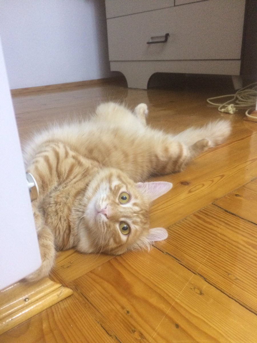 jeyhun_md's tweet photo. GM my buddys🌟
I'm going to shave my cat Dodi's today😻

#NFTs #nft #nftart #nftcollectors #opensea #OpenSeaNFT https://t.co/w1ohqsQs5a