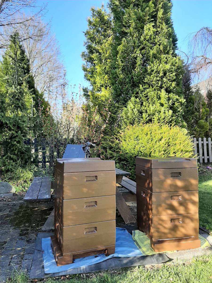 BirgitBeeHappy's tweet photo. 🐝💛🐝Das fleißige Summen der #Hummeln &amp; #Mauerbienen in der gestrigen späten Nachmittagssonne im Garten genossen.
Hier habe ich die #Beuten mit Schutzlack behandelt, damit auch diese beiden kurz vor dem Ausschwärmen der #Honigbienenvölker eingesetzt werden können. https://t.co/YBzCRn9aEQ