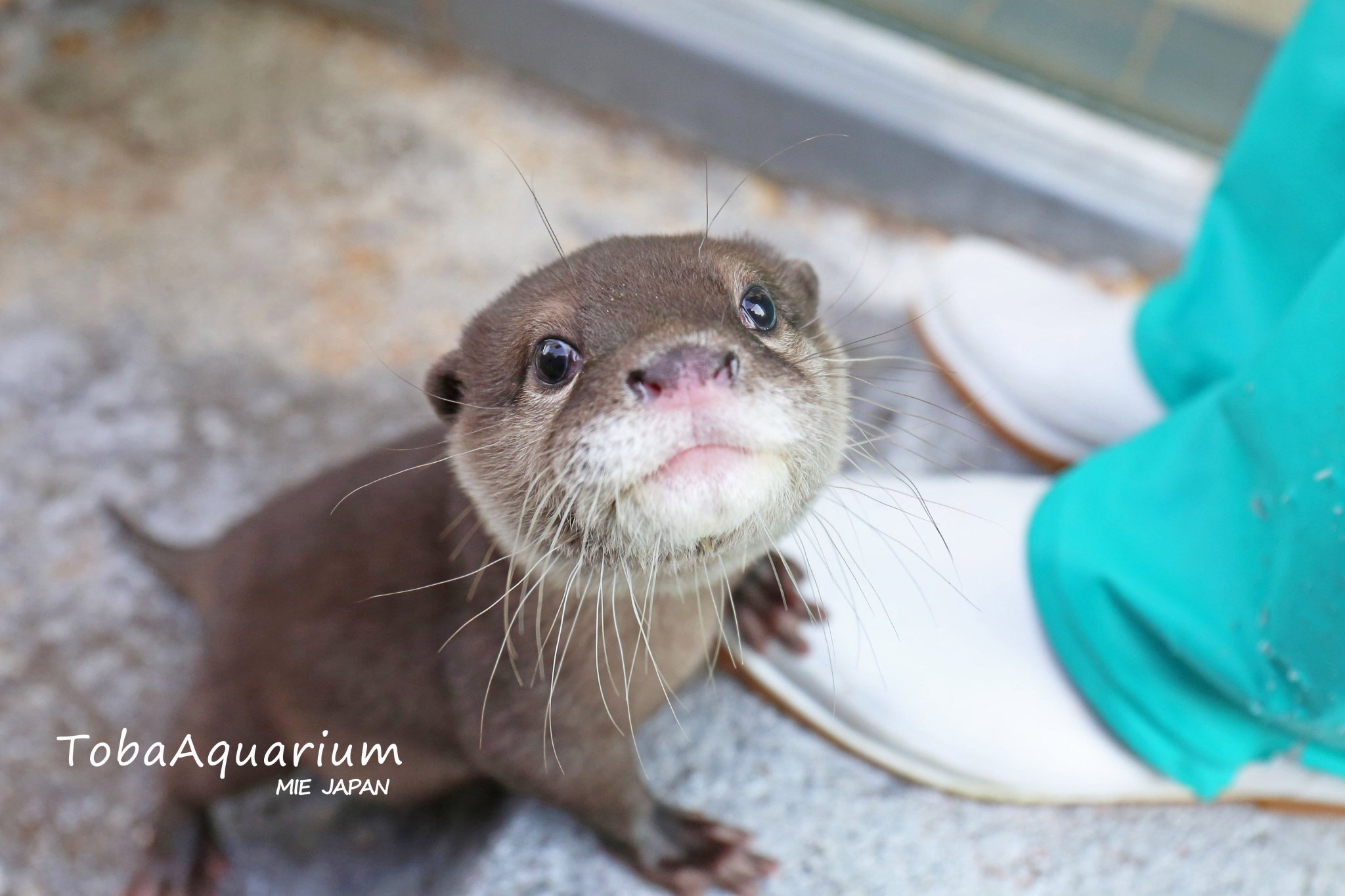 【激安通販 オンラインショップ】日用品 鳥羽水族館（TOBA  X: on AQUARIUM） ぬいぐるみ