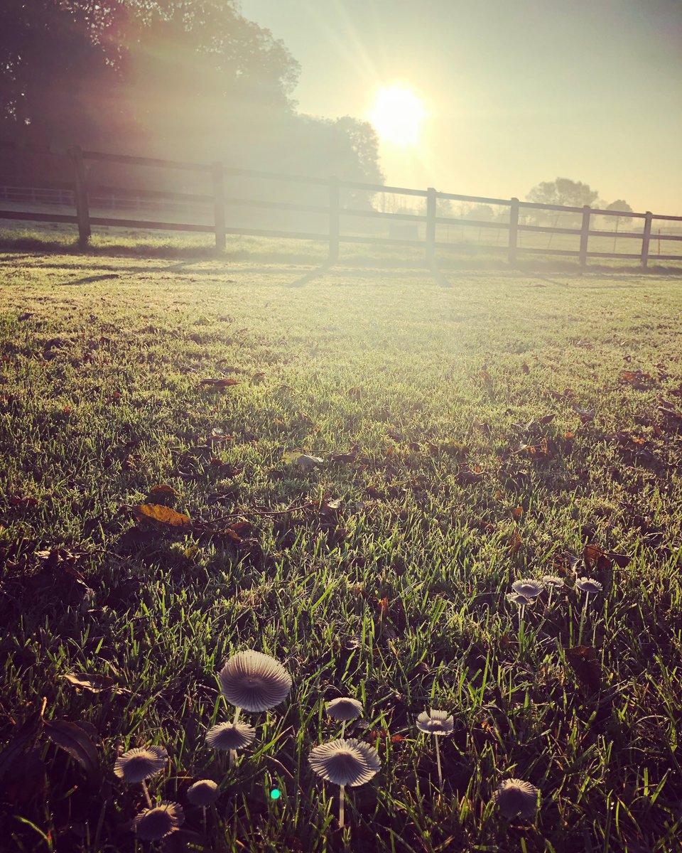 BerewallHouse's tweet photo. A belated happy earth π day to all our followers #EarthDay #berewall #somersetviews #blossom https://t.co/Ko2vbMT7Ht