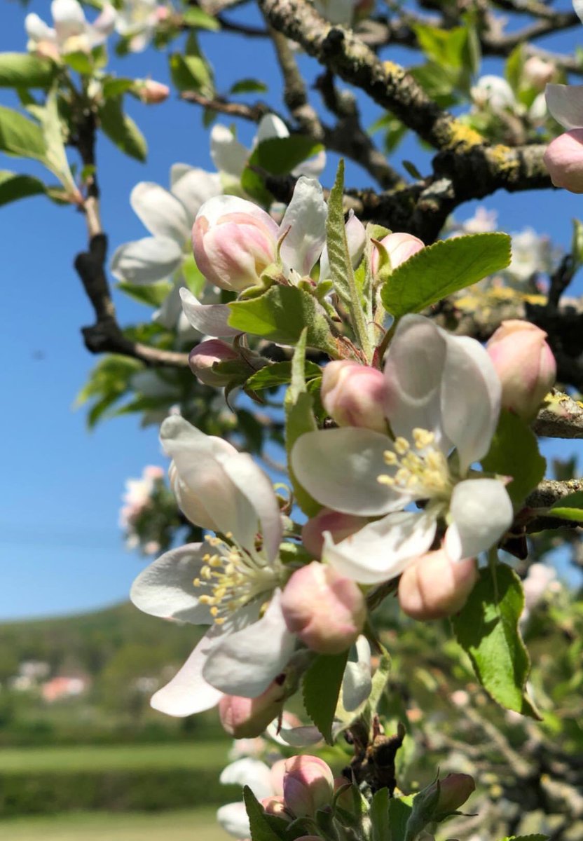 BerewallHouse's tweet photo. A belated happy earth π day to all our followers #EarthDay #berewall #somersetviews #blossom https://t.co/Ko2vbMT7Ht