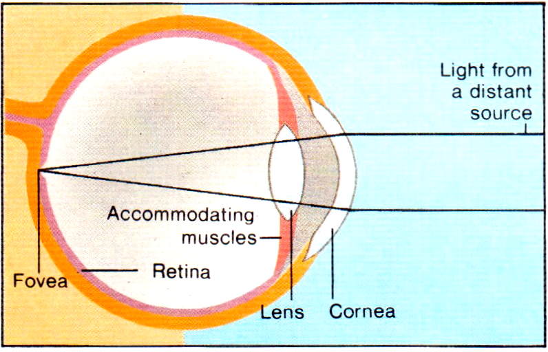 mygadgets2010's tweet photo. The eyes are complex and delicate organs. They have their own external and internal muscles to move the eyeball and change the shape of the lens.
https://t.co/3xMwL1VB07
#Ophthalmics https://t.co/VJlQPV30WU