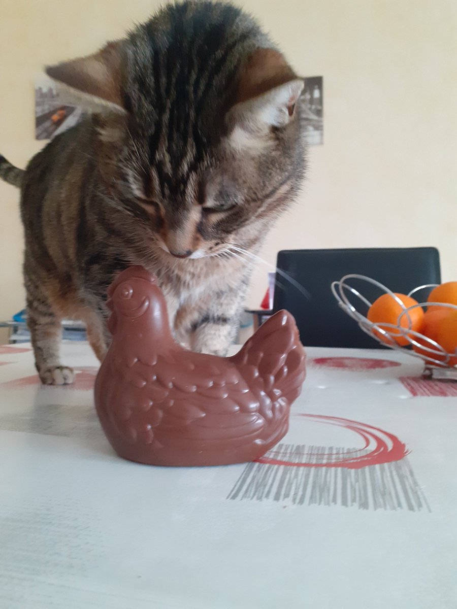 bereng632's tweet photo. Elle est belle cette poulette ! #mapoule 🐔 ce n'est pas bon pour toi le chocolat Simba 😜 https://t.co/GU3yetgTEU