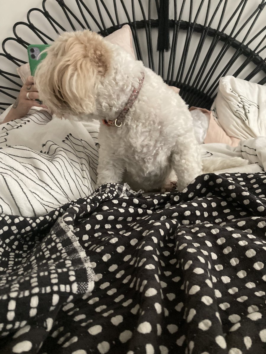 Navigating Saturdays with the wife and dog who both have Covid 😷and I’m still going to football come hell or high water