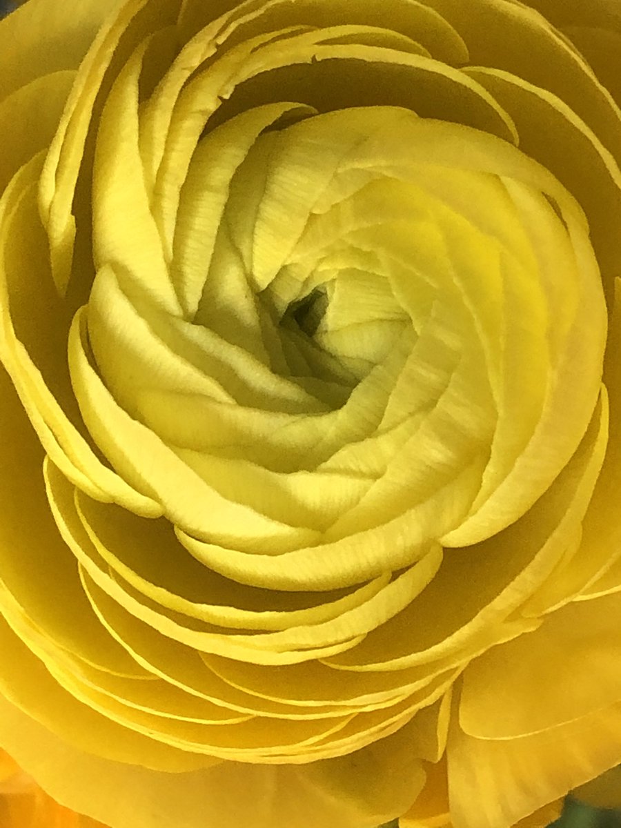 paste1970's tweet photo. Yellowwww 🥰 mezelf blij maken met een bloemetje. Dit produceert 'n verwarmend effect, stimuleert vrolijkheid, activiteit en mentale activiteit! #Ranonkel https://t.co/di6Q95NPdl