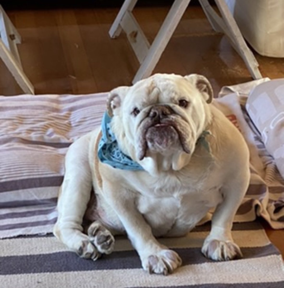 SandalsNZ's tweet photo. @whaeavee Maybe he’s just having an off day. I’m weekending with my sister’s dear old girl who is 13 years old and should’ve shuffled off years ago. She has off days, slow days, grumpy days, and still a few full of beans days. https://t.co/ymU8DLtJQR