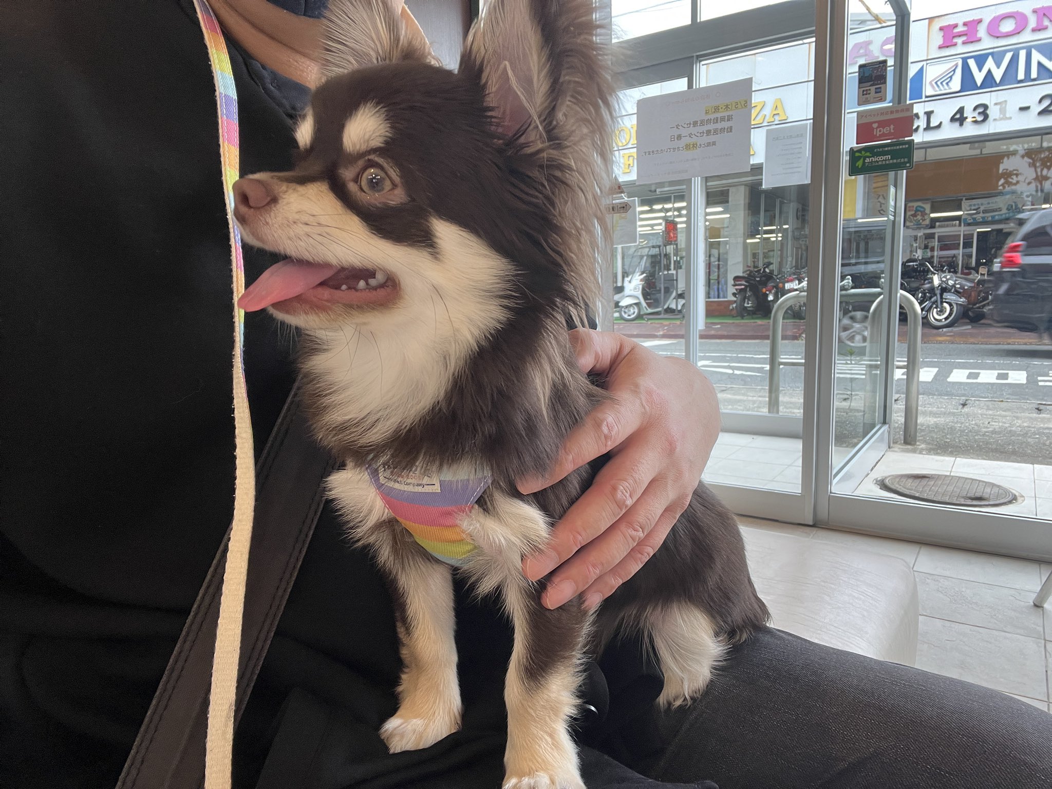 تويتر Luna 11ヶ月 على تويتر 今日は 動物病院に爪切りとフィラリアの検査 Amp 薬をもらいに行ってまいりました 待ちのときは終始大人しく賢かったのです が それは爪切りのときに起こりました 急に興奮 主を本気噛み 6回 からの血の海地獄 マジで痛い