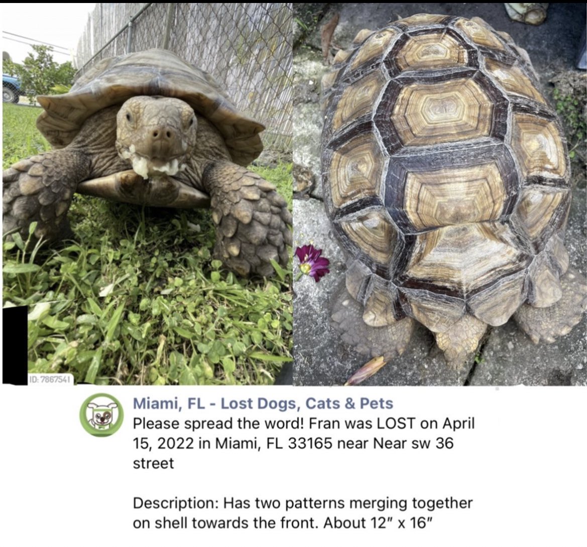 kristyptattoos's tweet photo. Please retweet this. This world too small your retweet could be the one to bring my tortoise back home. Thank you 💙😭 https://t.co/gRGgQVO3Lw