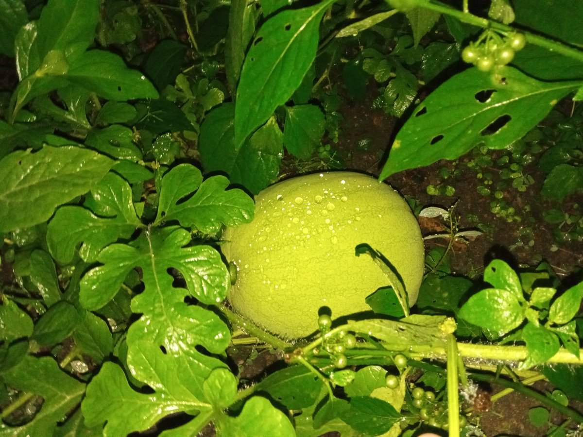 Así celebró en mi casita el #DiaDeLaTierra2022 

Pronto la disfrutaremos en familia