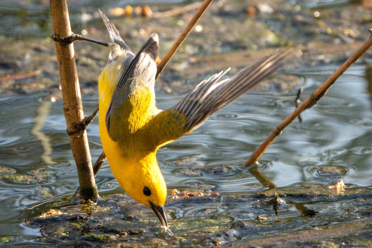 swersey's tweet photo. Finally got to the park at the end of a long week. Prothonotary Warbler, what a treat on #EarthDay2022!
Working in #Lightroom for the first time after decades of #Photoshop, lots to get used to. #birdcpp #birdphotography #springmigration #nyc #centralpark #birdsofny https://t.co/VomWw18PKr