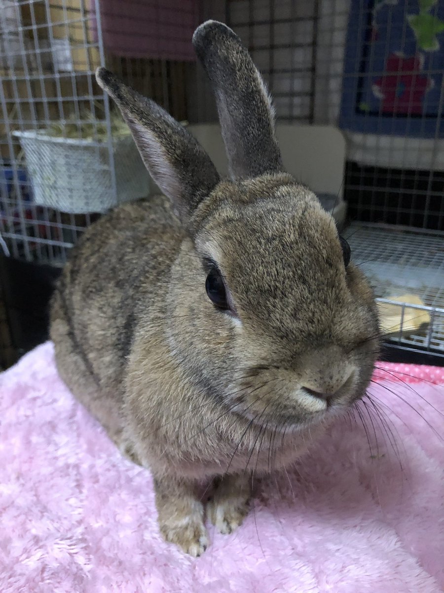 サボってました。。
もふっ！
#うさぎ
#可愛いやつ