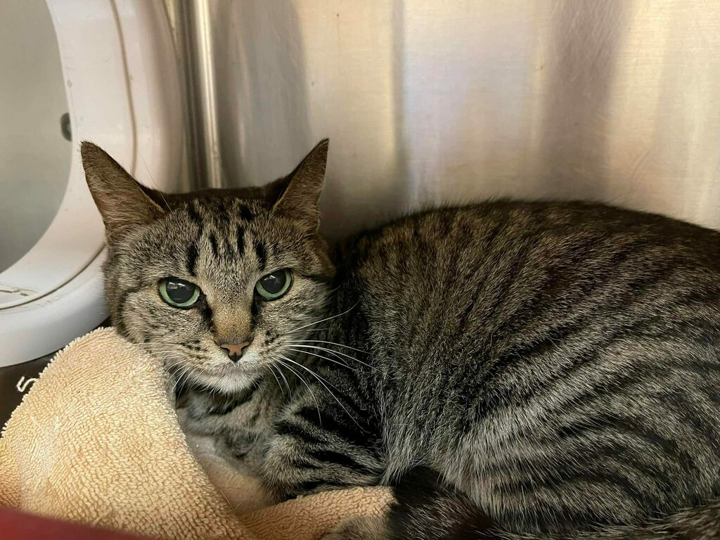 cobbkitties's tweet photo. 💚RESCUE &amp; PLEDGES NEEDED💚
This pregnant momma is supposedly 9y old. She is looking for rescue for hopefully her last litter. She will be spayed if rescue is not found. She was surrendered by her owner. She is very sweet. Please see her video in the c… https://t.co/EdGcVFuJTq https://t.co/KpWOv2mCRR