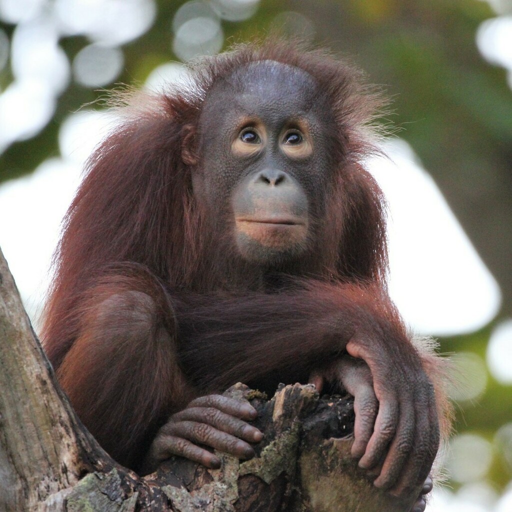 ZooRostock's tweet photo. Im Menschenaffen-Kindergarten wird heute Geburtstag gefeiert. Orang-Utan-Mädchen Mayang wird heute vier Jahre alt. 🥳🙂 Wer nutzt den Tag heute für einen Zoobesuch und kommt zum Gratulieren vorbei? 🙂

#orangutan #darwineum #affe #ape #geburtstag #birth… https://t.co/vKBT9KsV1a https://t.co/fZCApY2mbw