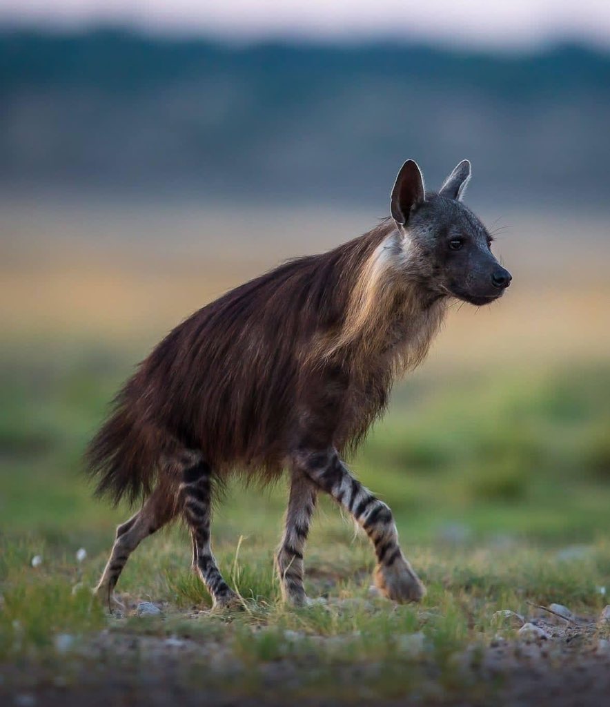 WaltJackman's tweet image. The brown hyena (Hyaena brunnea), also called strandwolf, is a species of hyena found in Namibia, Botswana, western and southern Zimbabwe, southern Mozambique and South Africa. It is currently the rarest species of hyena.

📸Christophe Jobic