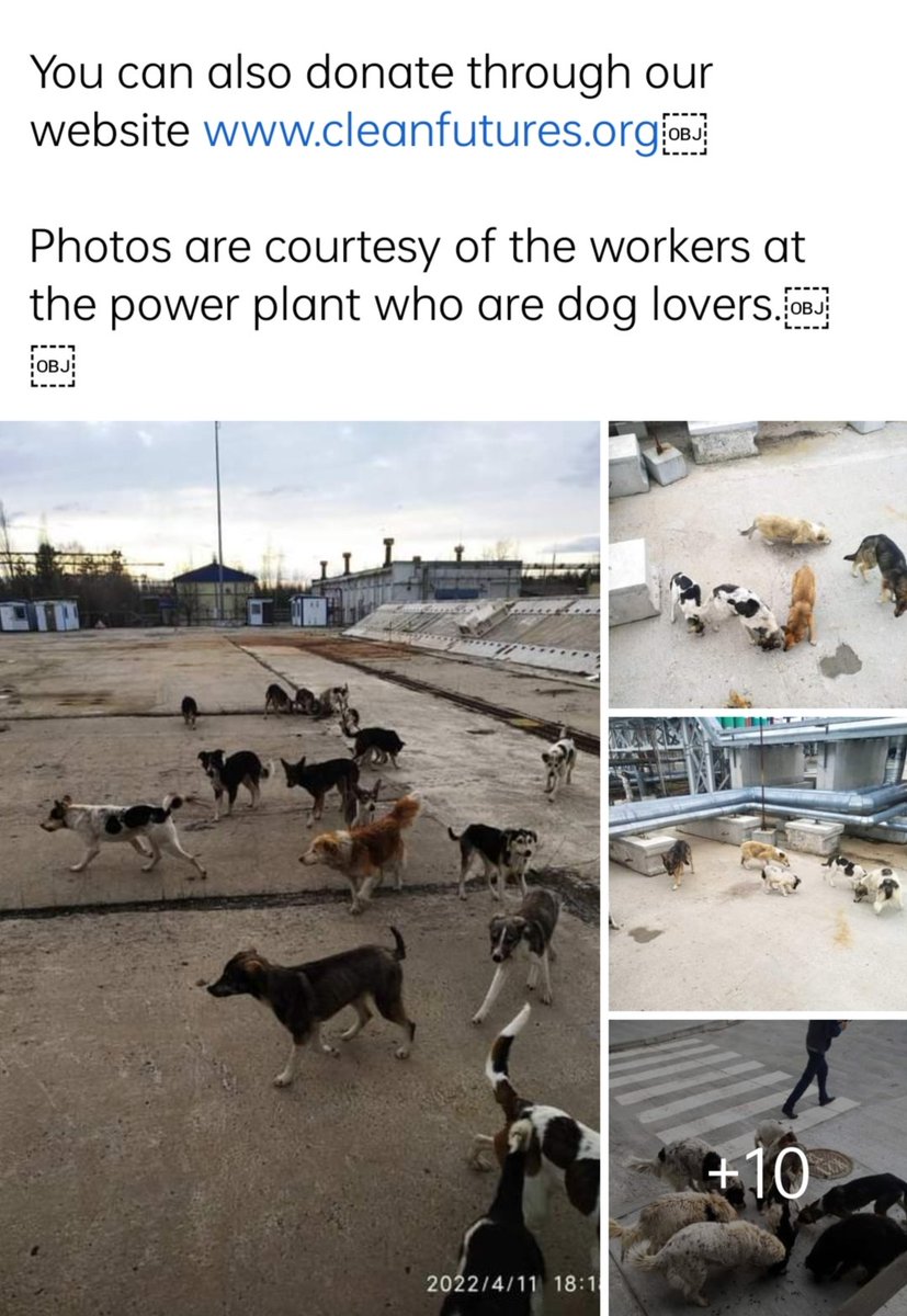 kobij143's tweet photo. The Dogs of Chernobyl
800kgs of Food has been delivered, prayers for the missing & these beautiful hungry dogs..Thank you #cleanfuturesfund
#dogsofchernobyl #dogs #RescueDogs #Ukraine️
@domdyer70 @ABreakingWorld
Some pics of the dogs in comments!! https://t.co/bDtZUgLrsD