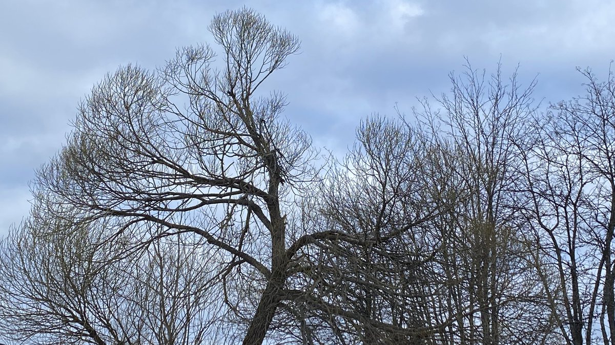 katjajrasanen's tweet photo. 38 🇺🇦- overcast today -
Sound: Chaffinch
Sight: Fieldfare
- The national #bird of #Finland is the whooper swan. Do you know what the national bird of #Ukraine is ? - #FirstOfTheDay #spring #hope #FendingForLight #PeaceForUkraine https://t.co/2g7k5ohzG8