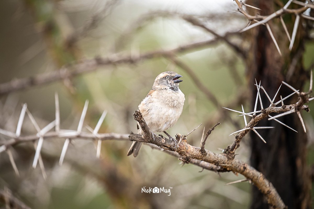 NickmugP's tweet photo. #birdwatching #nairobinationalpark #kwskenya #wildlifephotography #gamephotography #wildlifeplanet #featured_wildlife #wildestafrica #animals #shots_of_animals #tembeakenya #Magicalkenya #natgeo #bbcearth #yourshotphotographer #africanwildlife #africanwildlifephotography #birds https://t.co/vFl6gq0cBN