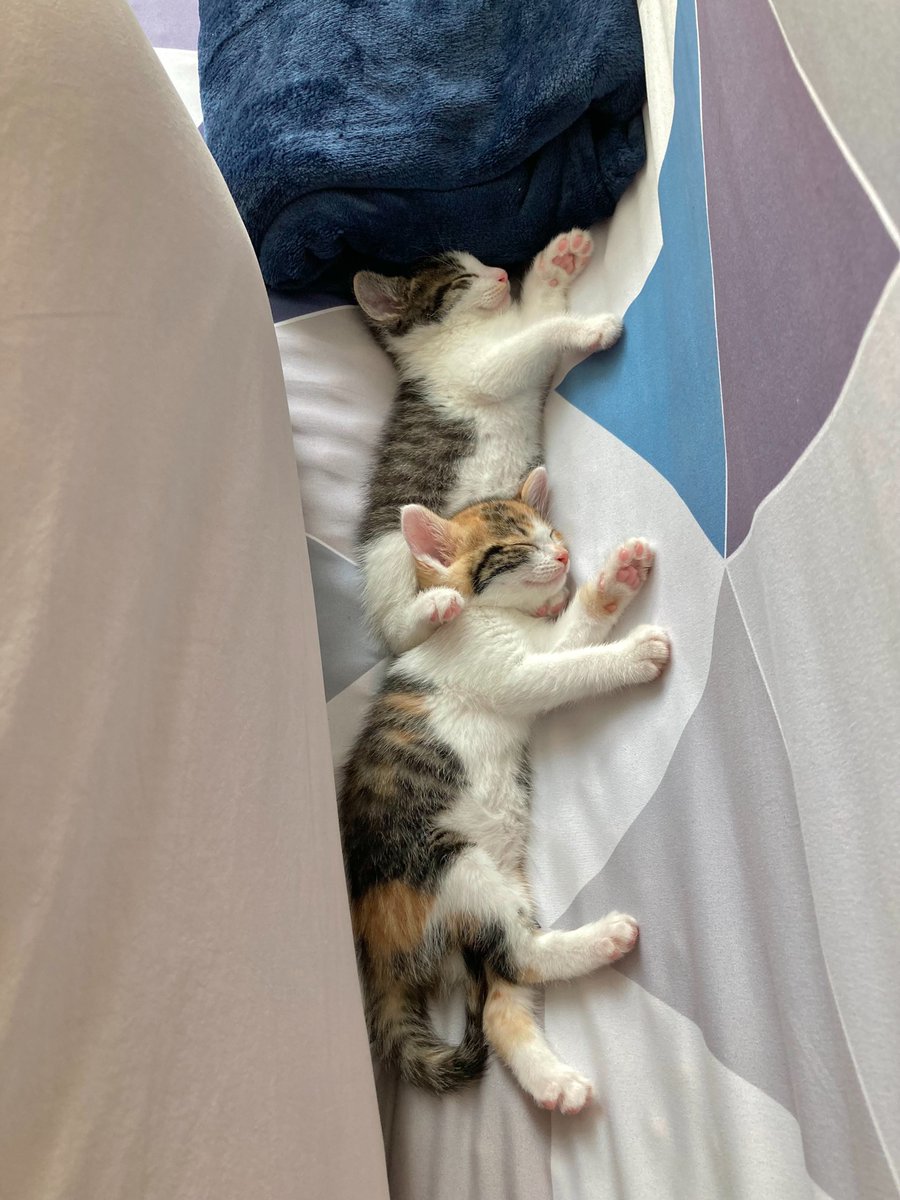 hodu_maroo's tweet photo. 남매가 이렇게 똑같은 자세로 잘 수 있는거임? 고양이도?

#아기고양이 https://t.co/N4gCWqxrco