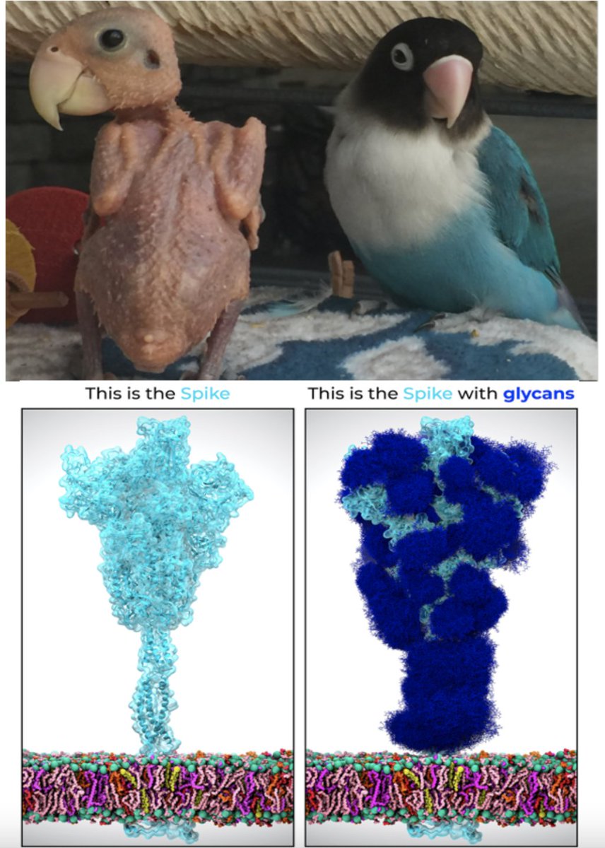 Studying protein without its glycans is like studying a bird without a single feather; even the best-designed and performed study will never see it flying… Our review on developments and perspectives in high-hhroughput glycomics just got published. academic.oup.com/glycob/advance…