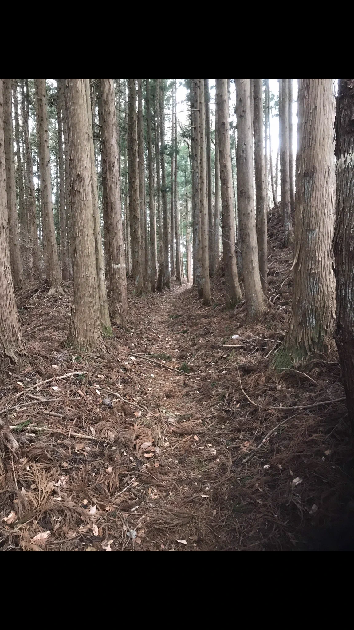 @hiyakakeudonman 参考ですが、江戸時代　2番目に人通りが多い公道の中仙道でさえ　峠辺りでは、こんな状態です ^^
コレは　旧中仙道(江戸時代の中仙道)を自分が歩いた時の写真です ^^ 