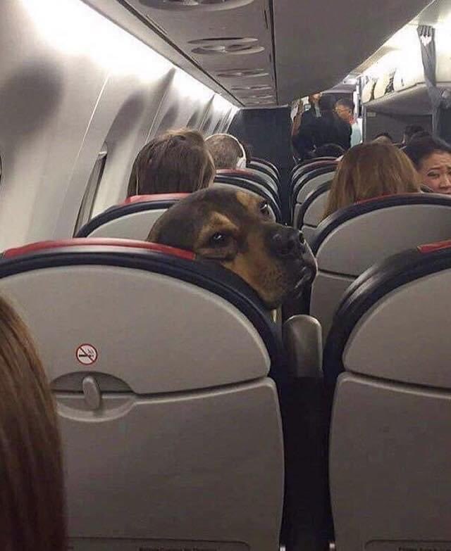 mayumiguillen's tweet photo. No son equipaje 🧳 ‼️Deben volar a un lado de sus dueños ‼️ https://t.co/rE7s1VAKN8