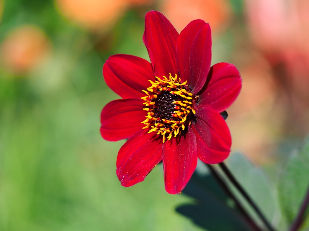 50% off Dahlias

Our End of Season sale is here! 

See our website for 50% off ALL bulbs and plants