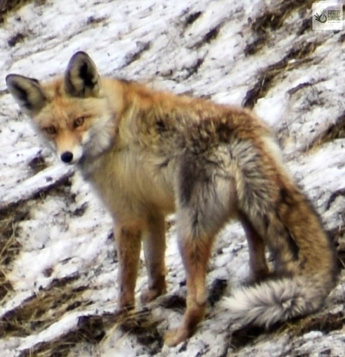 ukfrihaldwani's tweet photo. #Red_fox
found by us in #Badrinath area of #Chamoli district; one of the most handsome of all #canids, its adaptability has earned it a significant presence worldwide; in #Uttarakhand, it is found between 2500-4500 m altitude in upper temperate, subalpine and alpine habitats https://t.co/6TEI6XeD2Y
