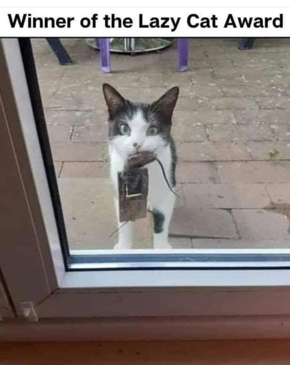 Fibutton's tweet photo. Good grief! 😂 🤦🏼‍♀️🐾
#Caturday #cats https://t.co/fuOMqCU9s8