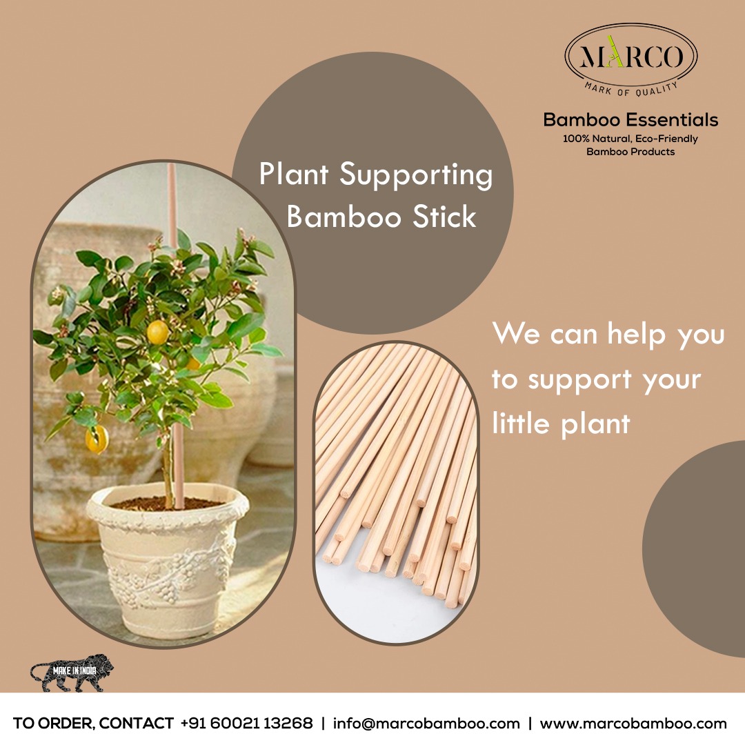 The sustainable material is ideal for supporting houseplants, greenhouse plants, and garden plants.
.
.
#bambooplant #bamboostick #bamboosticks #plantsupporting #bambooplantstick #plantstick #sustainable #sustainibility #sustainablelifestyle #zerowaste #plasticfree #plasticfree