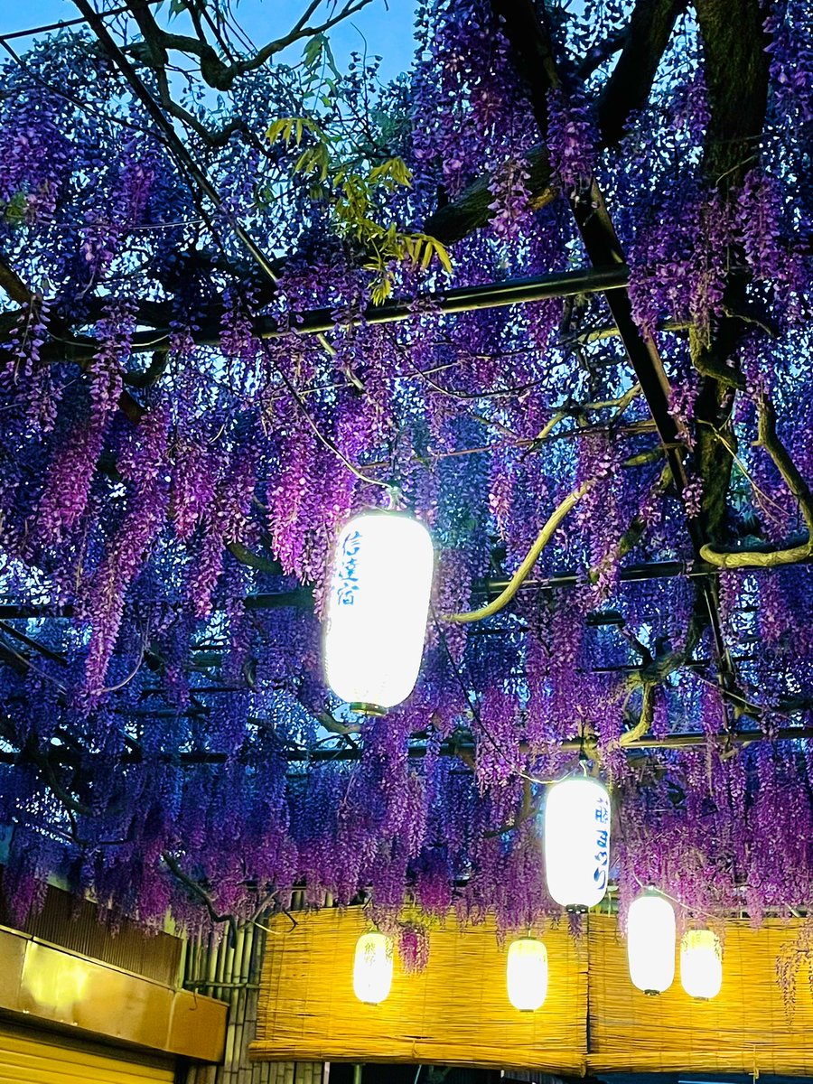 Daimaouha's tweet photo. 甘く香る藤の花
夜は妖艶に見えますよね
デニム着物で行ったら
主催者の方達にすごく喜んでもらえて嬉しかった💕 https://t.co/6YUFbWoFrA