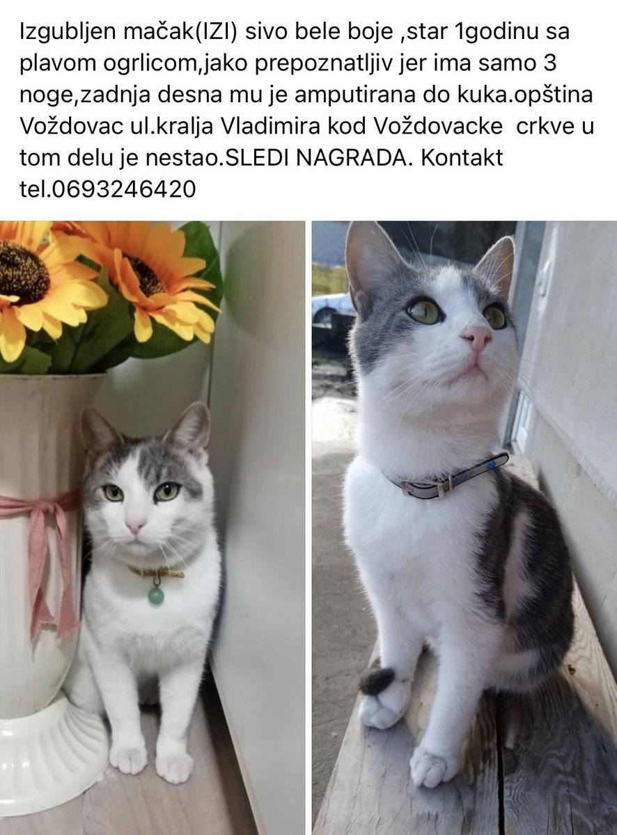 udomljavanje's tweet photo. TRONOGI MACAK, NESTAO KOD VOZDOVACKE CRKVE 0693246420 https://t.co/n1U6HJzGn3