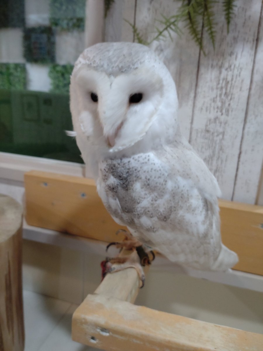 chaba1248's tweet photo. 猛禽類カフェいいゾ～コレ🦉 https://t.co/xvrJgJu7Wm