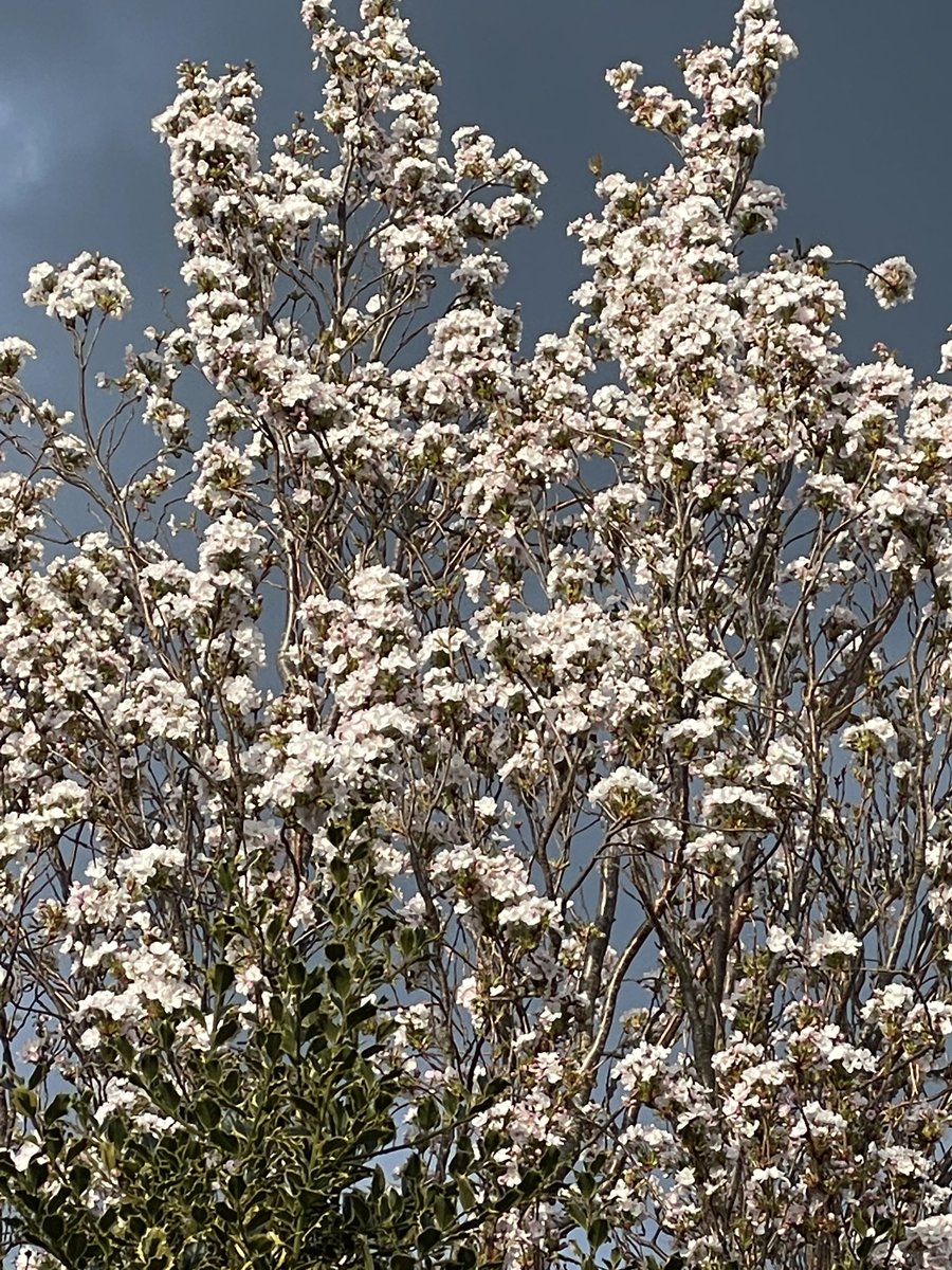 cookil49's tweet photo. Cherry blossom in our Rotherham garden #BlossomWatch https://t.co/t9MTGohHnz