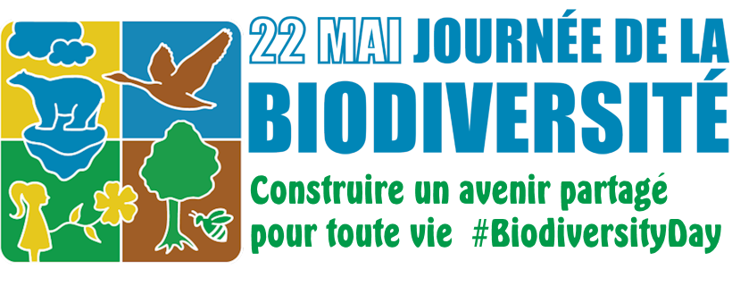 Les Nations Unies ont désigné le 22 mai, la Journée internationale de la diversité biologique en vue d’encourager la compréhension des enjeux liés à la biodiversité et d’accroître la sensibilisation sur ce sujet.
#ODD14, #ODD15
edd.ac-besancon.fr/journee-intern…