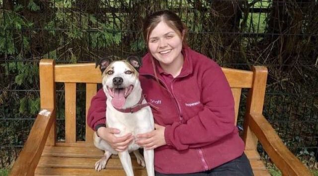 Dogs: Cost of living sees more pets abandoned, says charity bbc.co.uk/news/uk-wales-… @bbcnews MT @HopeRescue #dogs